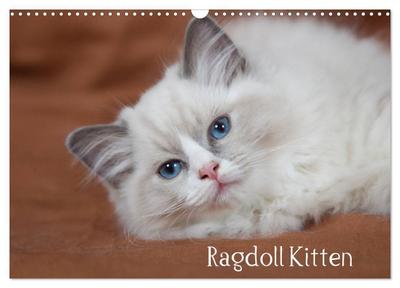 Ragdoll Kitten (Wandkalender 2024 DIN A3 quer), CALVENDO Monatskalender
