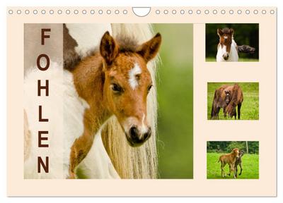 Fohlen, glücklich in der Herde (Wandkalender 2026 DIN A4 quer), CALVENDO Monatskalender