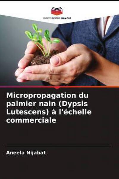 Micropropagation du palmier nain (Dypsis Lutescens) à l’échelle commerciale
