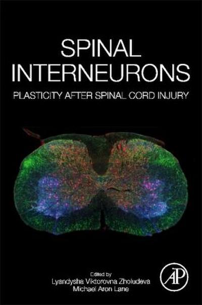 Spinal Interneurons