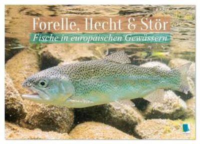Forelle, Hecht und Stör: Fische in europäischen Gewässern (Wandkalender 2026 DIN A4 quer), CALVENDO Monatskalender
