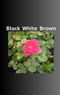 Black White Brown