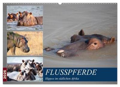 Hippos im südlichen Afrika (Wandkalender 2026 DIN A2 quer), CALVENDO Monatskalender