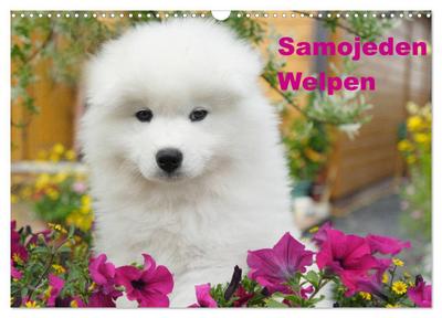 Samojeden Welpen (Wandkalender 2025 DIN A3 quer), CALVENDO Monatskalender
