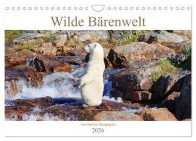 Wilde Bärenwelt (Wandkalender 2026 DIN A4 quer), CALVENDO Monatskalender
