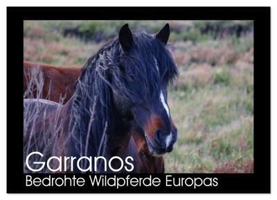 Garranos - Bedrohte Wildpferde Europas (Wandkalender 2026 DIN A3 quer), CALVENDO Monatskalender