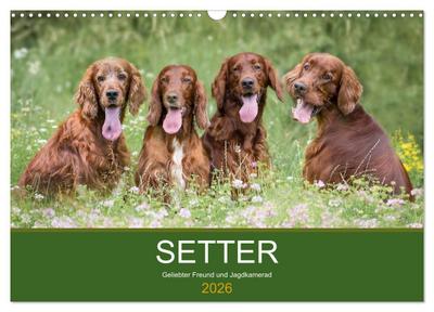 Setter - Geliebter Freund und Jagdkamerad (Wandkalender 2026 DIN A3 quer), CALVENDO Monatskalender