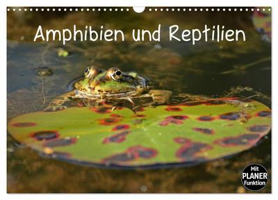 Amphibien und Reptilien (Wandkalender 2024 DIN A3 quer), CALVENDO Monatskalender