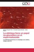La aldolasa tiene un papel no-glucolítico en el espermatozoide