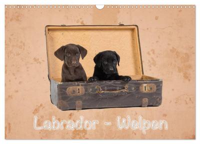 Labrador - Welpen (Wandkalender 2024 DIN A3 quer), CALVENDO Monatskalender