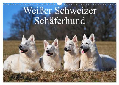 Weißer Schweizer Schäferhund (Wandkalender 2024 DIN A3 quer), CALVENDO Monatskalender