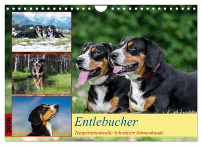 Entlebucher - Temperamentvolle Schweizer Sennenhunde (Wandkalender 2026 DIN A4 quer), CALVENDO Monatskalender
