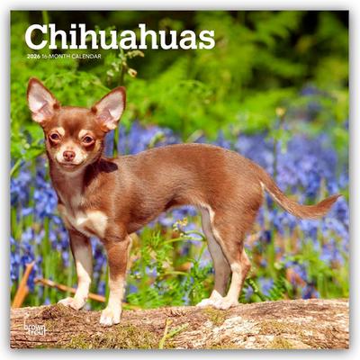 Chihuahuas 2026 - 16-Monatskalender