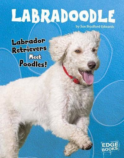 Labradoodle