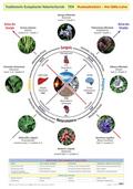 Wandtafel Traditionelle Europäische Naturheilkunde TEN