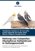 Haltung von Calopsitas (Nymphicus hollandicus) in 