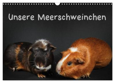 Unsere Meerschweinchen (Wandkalender 2026 DIN A3 quer), CALVENDO Monatskalender
