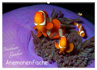 Anemonenfische - Streitbare Gesellen (Wandkalender 2026 DIN A2 quer), CALVENDO Monatskalender