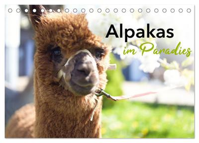 Alpakas im Paradies (Tischkalender 2026 DIN A5 quer), CALVENDO Monatskalender