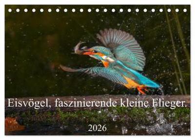 Eisvögel, faszinierende kleine Flieger. (Tischkalender 2026 DIN A5 quer), CALVENDO Monatskalender