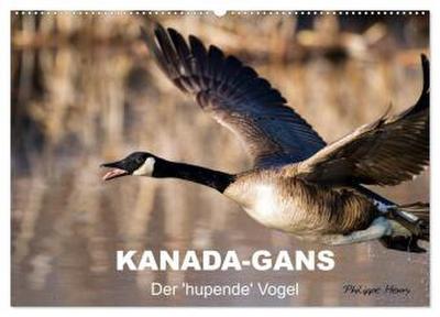 KANADA-GANS - Der ’hupende’ Vogel (Wandkalender 2026 DIN A2 quer), CALVENDO Monatskalender