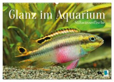 Glanz im Aquarium: Süßwasserfische (Wandkalender 2026 DIN A2 quer), CALVENDO Monatskalender