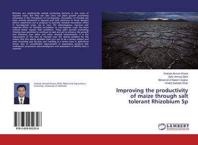 Improving the productivity of maize through salt tolerant Rhizobium Sp