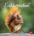 Eichhörnchen Postkartenkalender 2026 | sonst. Bücher