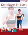 Der Muskel im Sport
