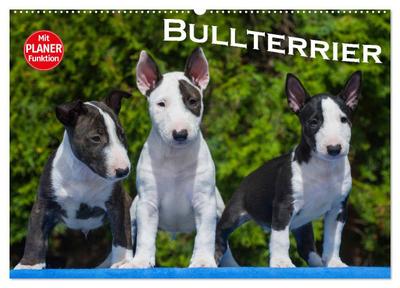 Bullterrier (Wandkalender 2026 DIN A2 quer), CALVENDO Monatskalender