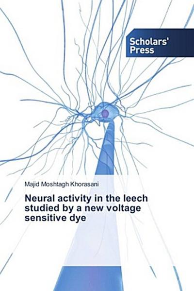 Neural activity in the leech studied by a new voltage sensitive dye