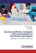 Sucrose synthesis, transport and accumulation in S