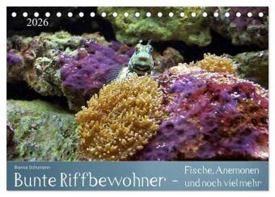 Bunte Riffbewohner - Fische, Anemonen und noch viel mehr (Tischkalender 2026 DIN A5 quer), CALVENDO Monatskalender