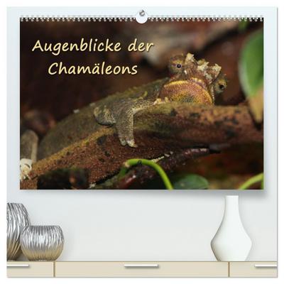 Augenblicke der Chamäleons (hochwertiger Premium Wandkalender 2026 DIN A2 quer), Kunstdruck in Hochglanz