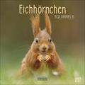 Eichhörnchen 2027