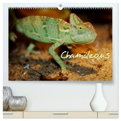 Chamäleons (hochwertiger Premium Wandkalender 2026 DIN A2 quer), Kunstdruck in Hochglanz