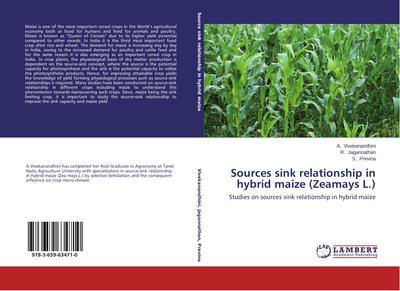 Sources sink relationship in hybrid maize (Zeamays L.)