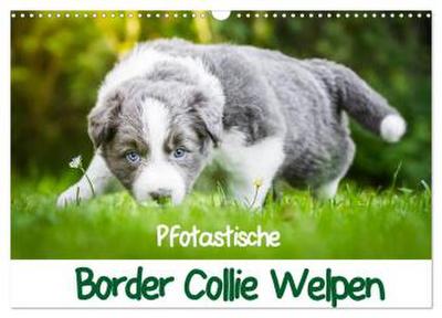Pfotastische Border Collie Welpen (Wandkalender 2026 DIN A3 quer), CALVENDO Monatskalender