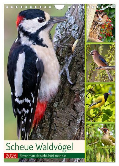 Scheue Waldvögel (Wandkalender 2026 DIN A4 hoch), CALVENDO Monatskalender