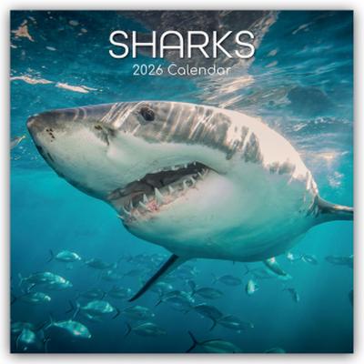 Sharks - Haie 2026 - 16-Monatskalender
