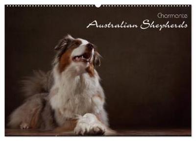 Charmante Australian Shepherds (Wandkalender 2026 DIN A2 quer), CALVENDO Monatskalender