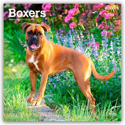Boxers - Boxer 2026 - 16-Monatskalender
