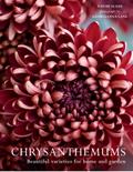 Chrysanthemums