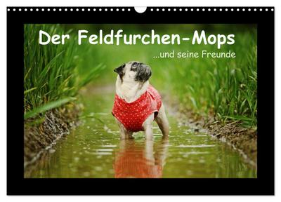 Der Feldfurchen-Mops (Wandkalender 2024 DIN A3 quer), CALVENDO Monatskalender