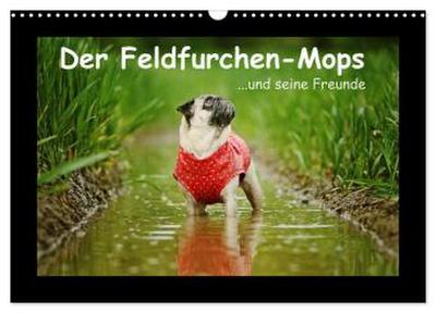 Der Feldfurchen-Mops (Wandkalender 2026 DIN A3 quer), CALVENDO Monatskalender