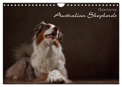 Charmante Australian Shepherds (Wandkalender 2026 DIN A4 quer), CALVENDO Monatskalender