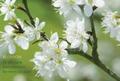 Card Box of 20 Notecards and Envelopes: Blossom