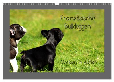 Französische Bulldoggen (Wandkalender 2024 DIN A3 quer), CALVENDO Monatskalender