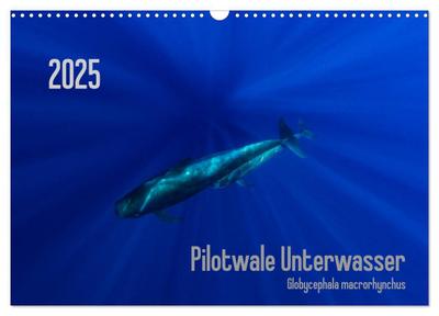 Pilotwale Unterwasser - Globicephala macrorhynchus (Wandkalender 2025 DIN A3 quer), CALVENDO Monatskalender