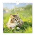 Postkartenkalender Auf leisen Pfoten 2027
